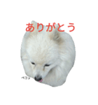 愛ポメ ロンちゃん（個別スタンプ：4）