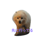 愛ポメ ロンちゃん（個別スタンプ：10）