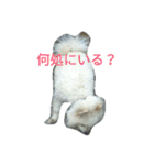 愛ポメ ロンちゃん（個別スタンプ：13）