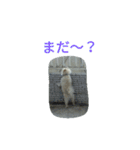愛ポメ ロンちゃん（個別スタンプ：14）