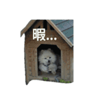 愛ポメ ロンちゃん（個別スタンプ：18）