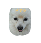 愛ポメ ロンちゃん（個別スタンプ：36）