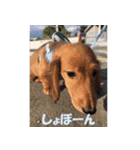 横澤店長（個別スタンプ：8）