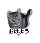にゃんズの日常（個別スタンプ：2）