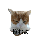 にゃんズの日常（個別スタンプ：4）