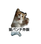 にゃんズの日常（個別スタンプ：5）