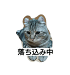 にゃんズの日常（個別スタンプ：7）