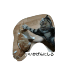 にゃんズの日常（個別スタンプ：8）