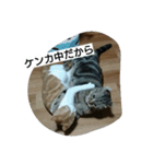 にゃんズの日常（個別スタンプ：10）