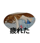 にゃんズの日常（個別スタンプ：12）