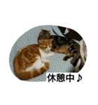 にゃんズの日常（個別スタンプ：16）