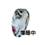 にゃんズの日常（個別スタンプ：20）