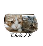 にゃんズの日常（個別スタンプ：23）