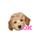 ラブラドゥードル仔犬のももちゃん（個別スタンプ：1）