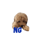 ラブラドゥードル仔犬のももちゃん（個別スタンプ：2）
