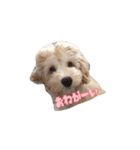 ラブラドゥードル仔犬のももちゃん（個別スタンプ：3）
