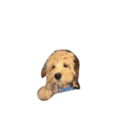 ラブラドゥードル仔犬のももちゃん（個別スタンプ：4）