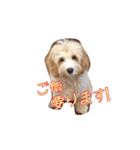 ラブラドゥードル仔犬のももちゃん（個別スタンプ：6）