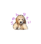ラブラドゥードル仔犬のももちゃん（個別スタンプ：7）
