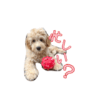 ラブラドゥードル仔犬のももちゃん（個別スタンプ：10）