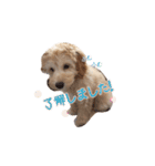ラブラドゥードル仔犬のももちゃん（個別スタンプ：15）