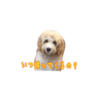 ラブラドゥードル仔犬のももちゃん（個別スタンプ：16）