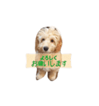 ラブラドゥードル仔犬のももちゃん（個別スタンプ：19）