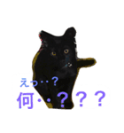 黒猫のジローくん（個別スタンプ：4）