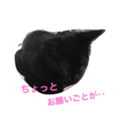 黒猫のジローくん（個別スタンプ：6）