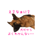はぴねすな日々（個別スタンプ：5）