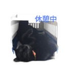 黒ネコくん（個別スタンプ：6）