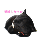 黒ネコくん（個別スタンプ：11）