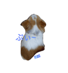 Larger Chihuahua（個別スタンプ：2）