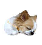 Larger Chihuahua（個別スタンプ：3）