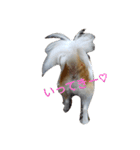 Larger Chihuahua（個別スタンプ：4）