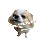 Larger Chihuahua（個別スタンプ：5）