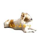 Larger Chihuahua（個別スタンプ：8）