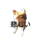 Larger Chihuahua（個別スタンプ：9）