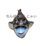 Larger Chihuahua（個別スタンプ：10）