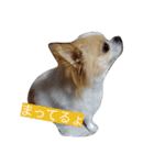 Larger Chihuahua（個別スタンプ：11）