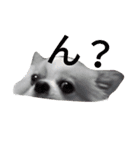 Larger Chihuahua（個別スタンプ：12）