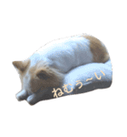 Larger Chihuahua（個別スタンプ：13）