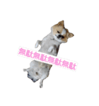 Larger Chihuahua（個別スタンプ：14）