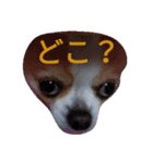 Larger Chihuahua（個別スタンプ：15）