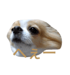 Larger Chihuahua（個別スタンプ：16）