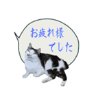 猫の吹出しスタンプ（個別スタンプ：9）