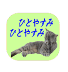 猫の吹出しスタンプ（個別スタンプ：31）
