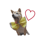 柴犬あん part2（個別スタンプ：1）
