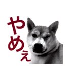 柴犬あん part2（個別スタンプ：2）