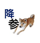柴犬あん part2（個別スタンプ：4）